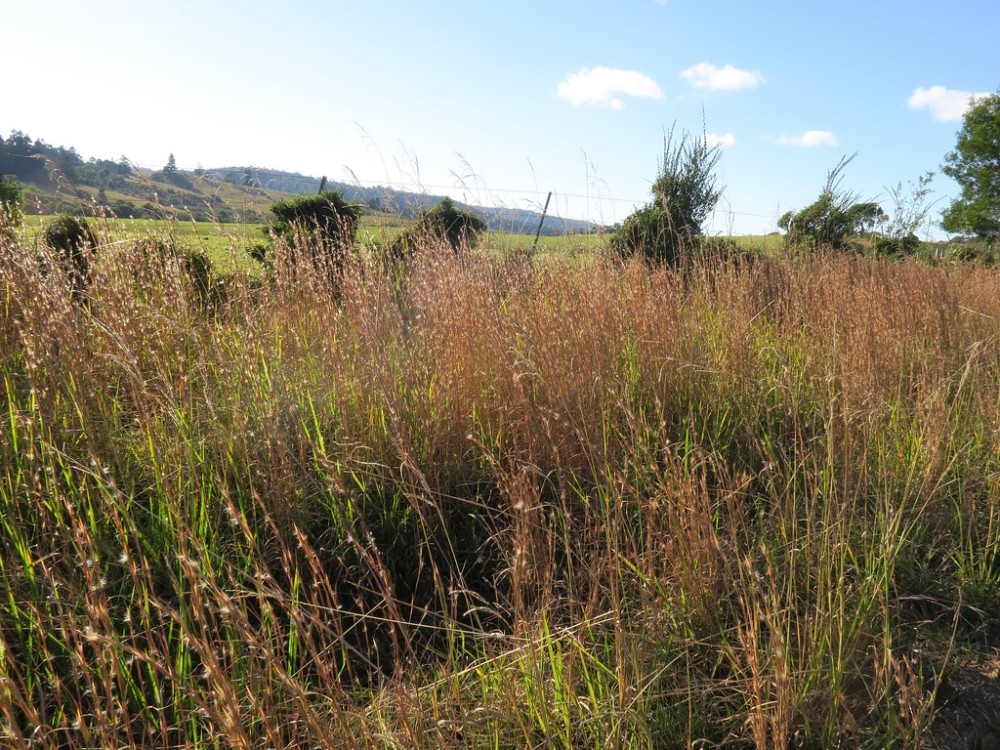 andropogon_virginicus_2